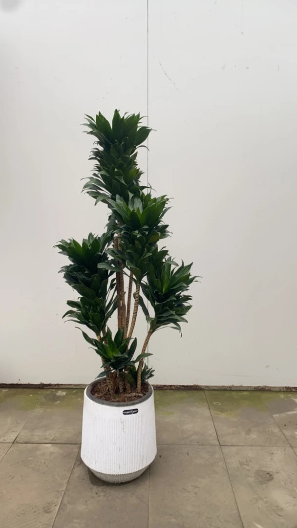 太阳神绿植客厅阳台盆栽
