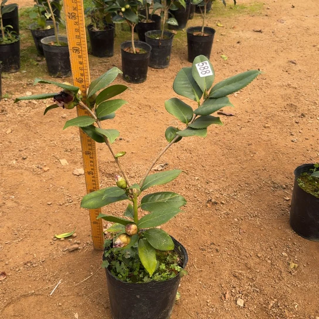 少量花朵（建议范围：2朵-5朵 或40%以下）588纯青黑