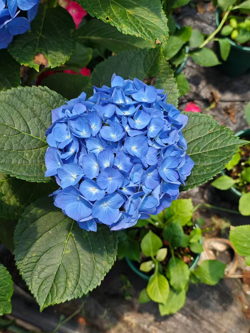 蓝宝石小苗拍一发4不售后大花绣球花苗耐冷耐热庭院室内易活好种