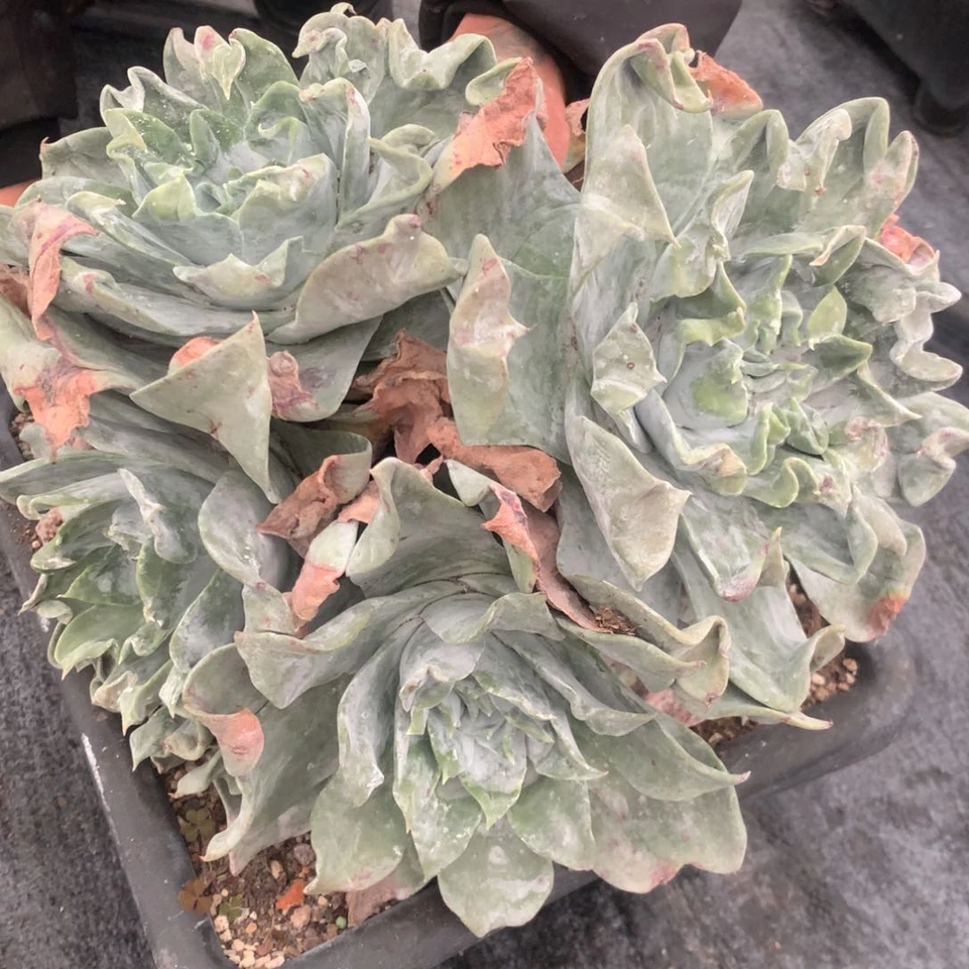 墨**～新年快乐多肉植物