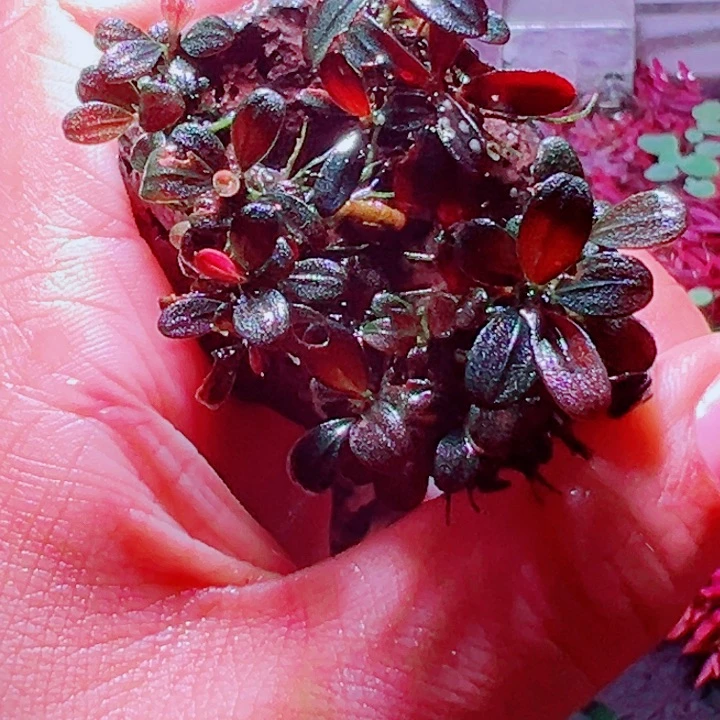 福利23号福利价植物一份