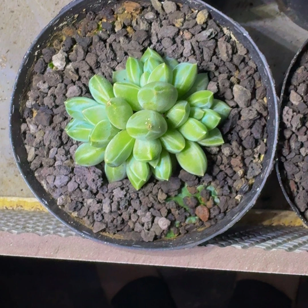 青花瓷 4头  一物一拍