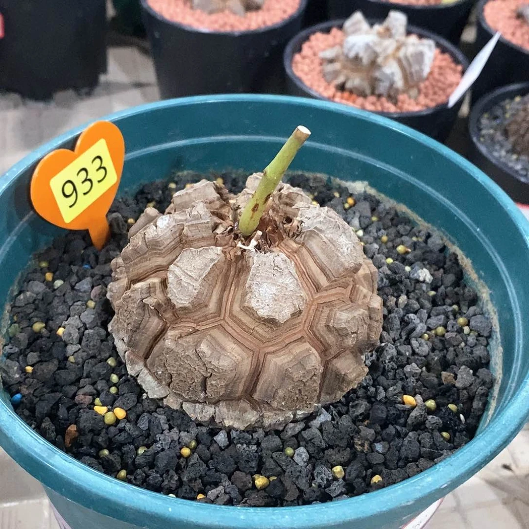 南非龟甲龙龟甲龙