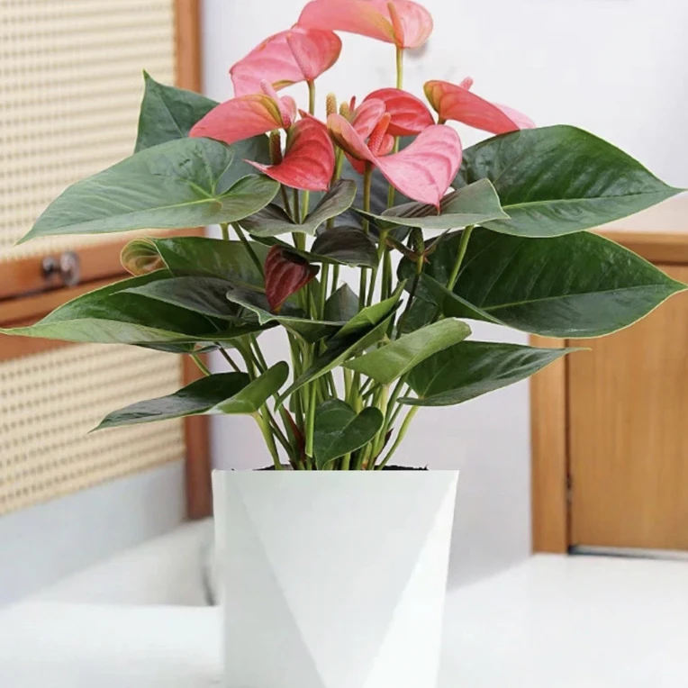 粉掌盆栽室内花卉AJ四季开花可净化空气的好养绿植