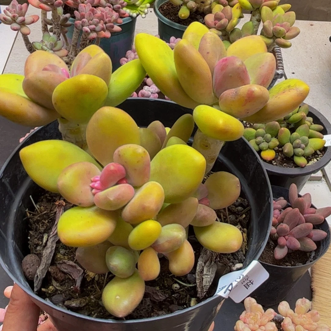 922芒果奶12cm多肉植物