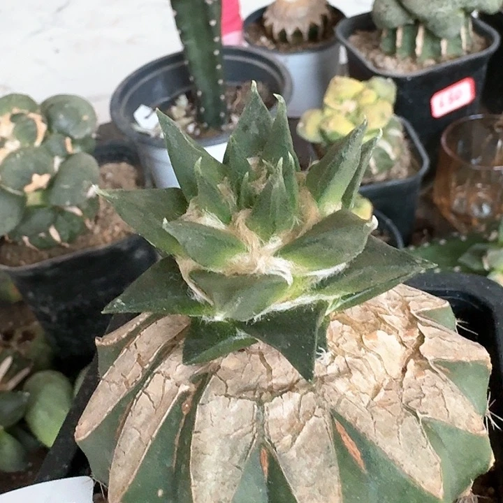 【闪购商品】无花朵小*龙呀761