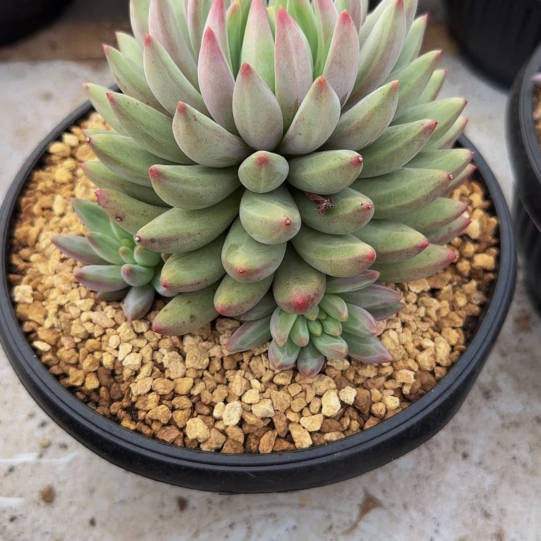 小***）多肉植物绿体虞美人