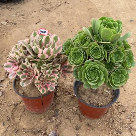 两颗法师一物一拍