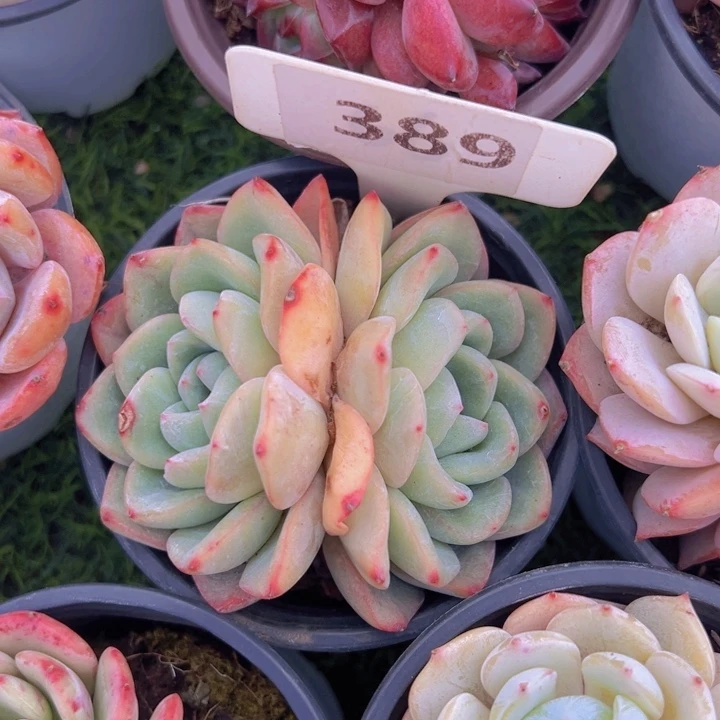 健健康康平平安安