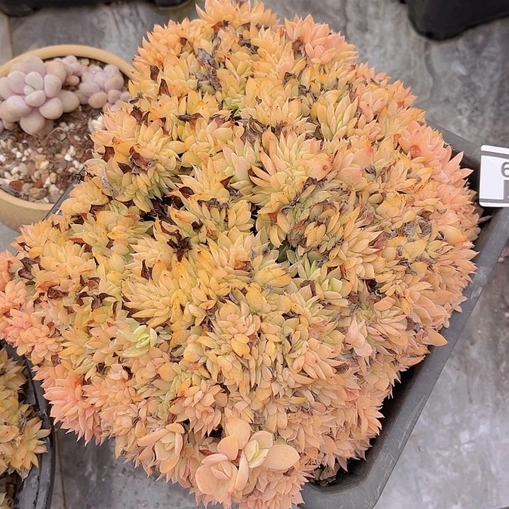 多明戈缀3049多肉植物