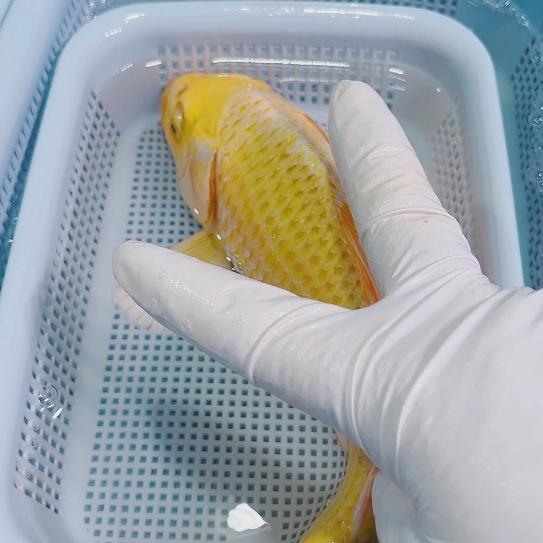 锦鲤锦鲤冷水观赏鱼