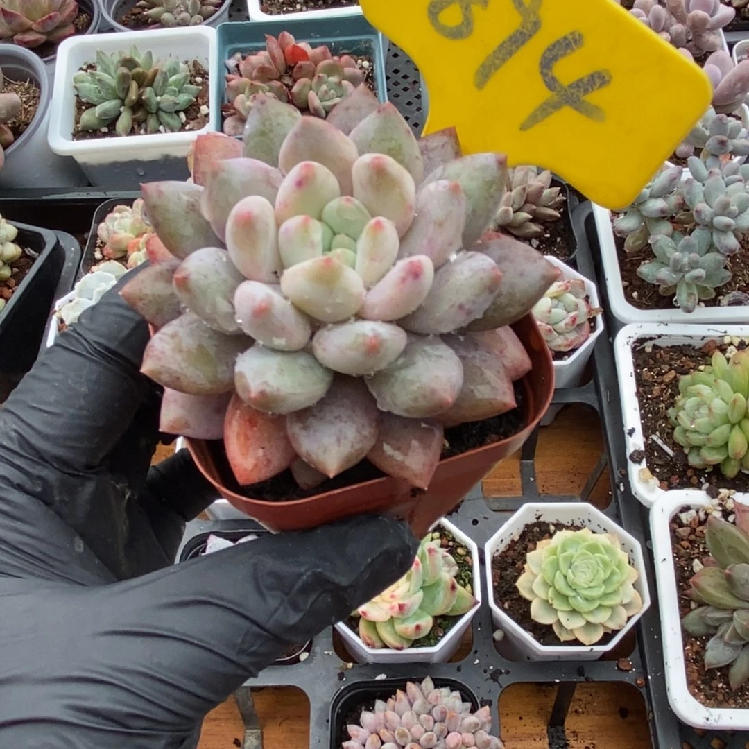 894半夏多肉植物多肉