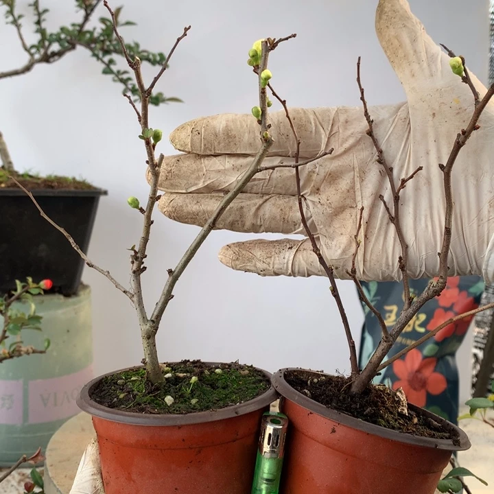 无花朵硬*原生小品..