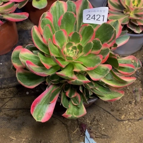 妖月多肉植物量拍