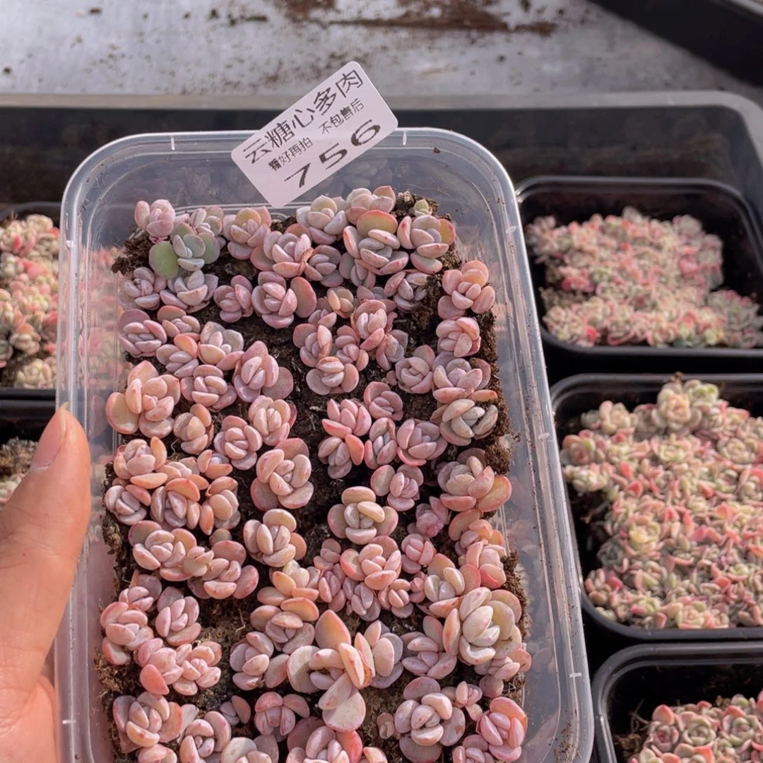 云糖心多肉植物756