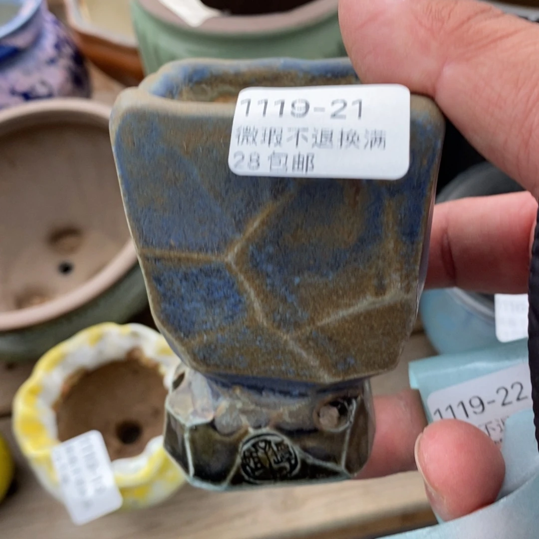 21号花盆内5高8.5