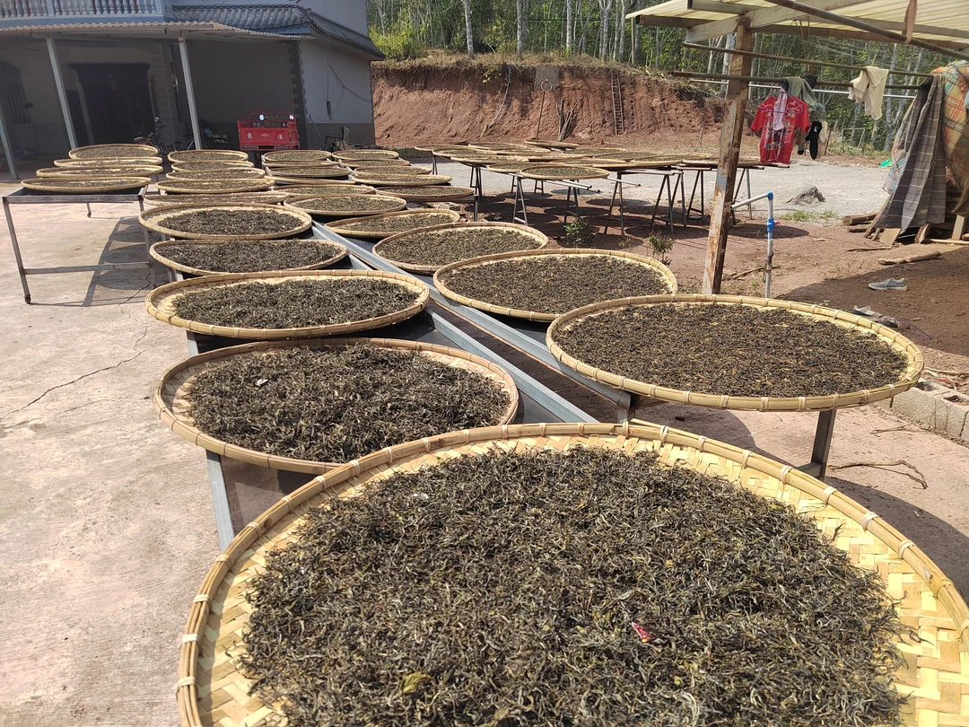2025年 头春 蚂蝗窝乔木散茶100克 晒青茶  散茶