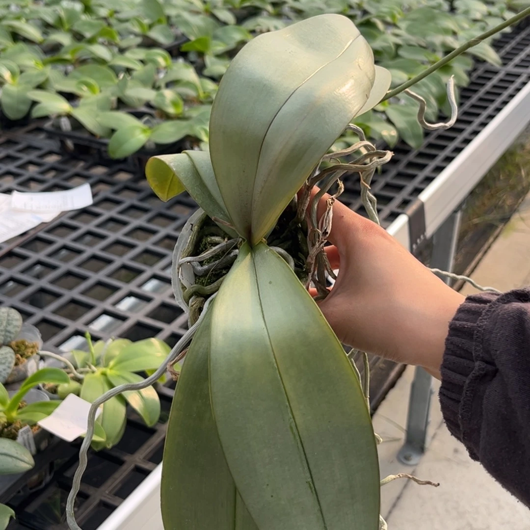 无花朵2.5寸西交黑曼尼苗