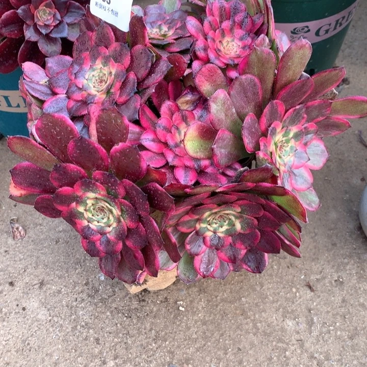 雯*303红金刚多肉植物