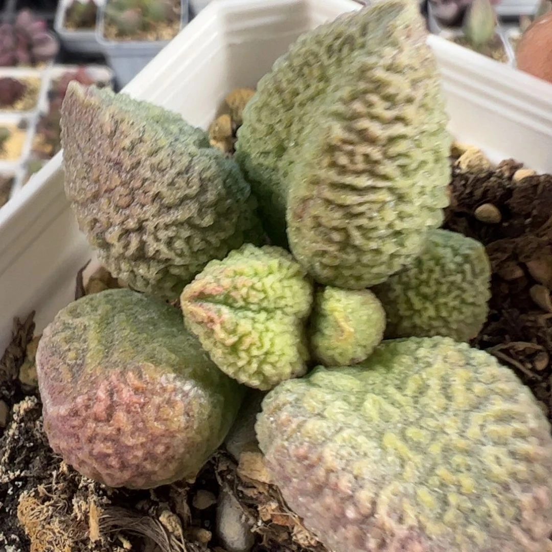 实生新品多肉植物水泡