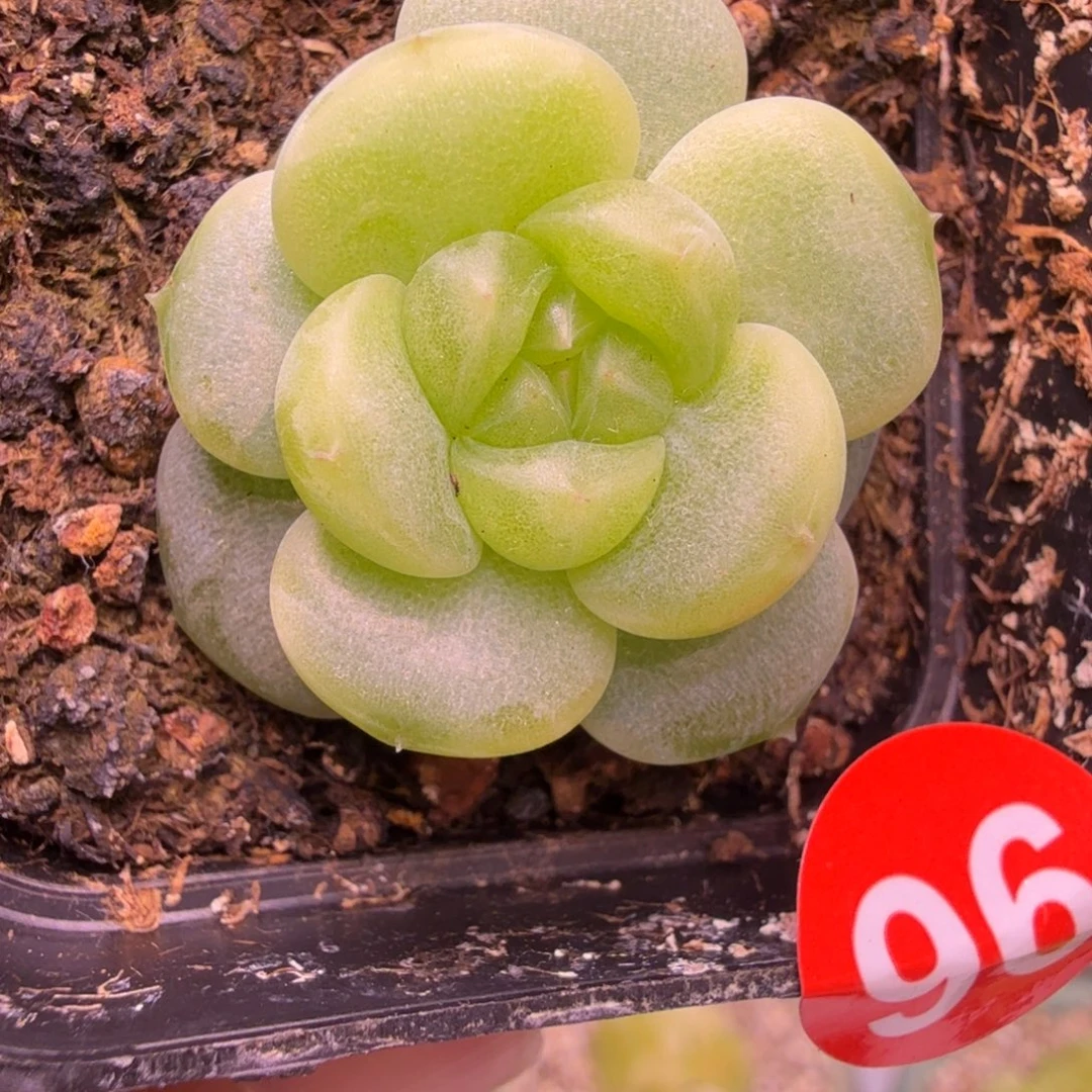 96号甜心楼兰一物一拍