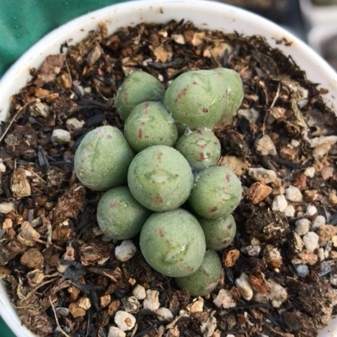 多肉肉锥 毛口笛