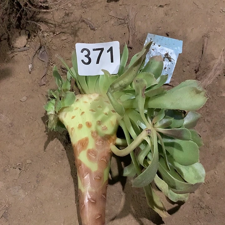 无花朵371柠檬缀多肉晚