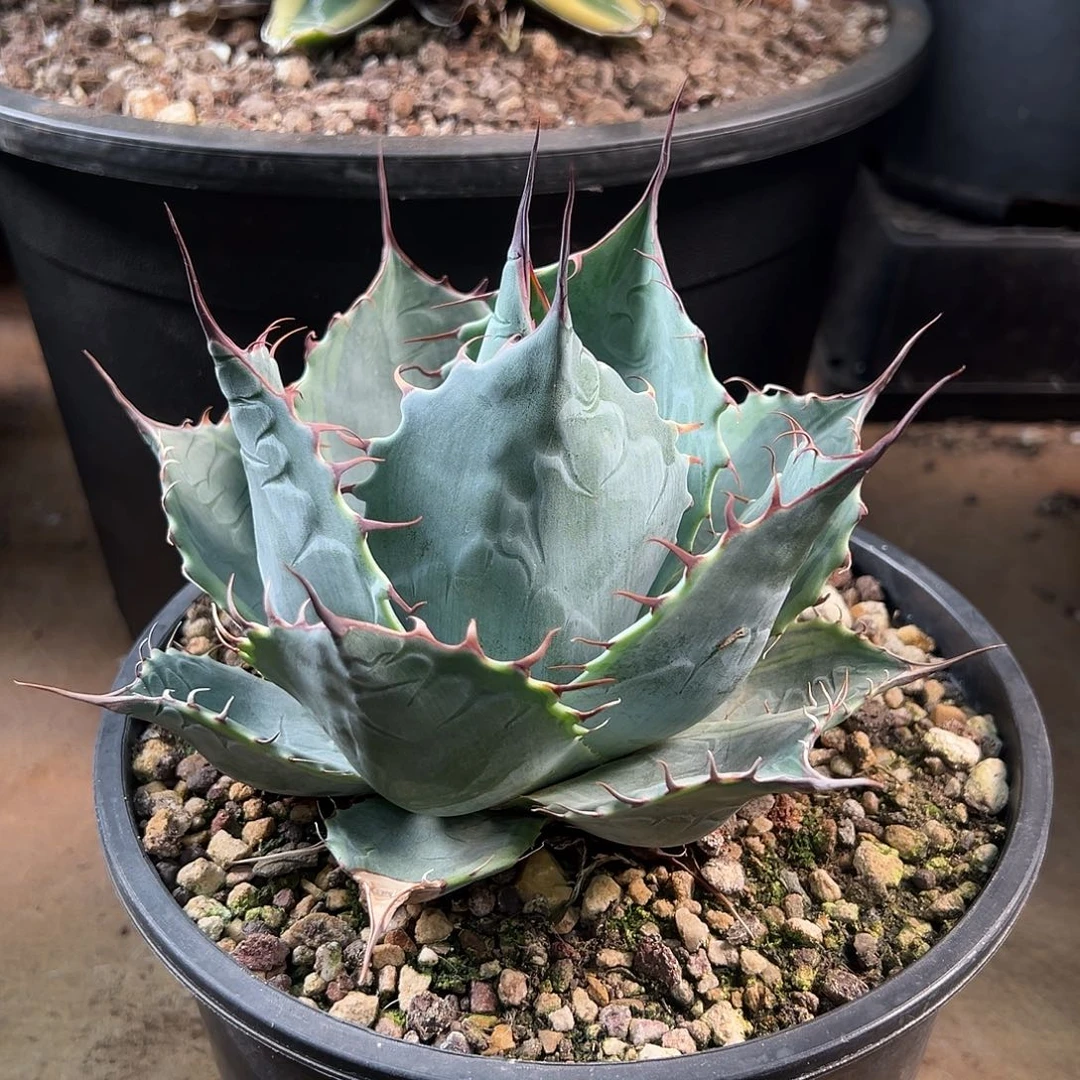 无花朵多肉植物赖光锦龙舌兰