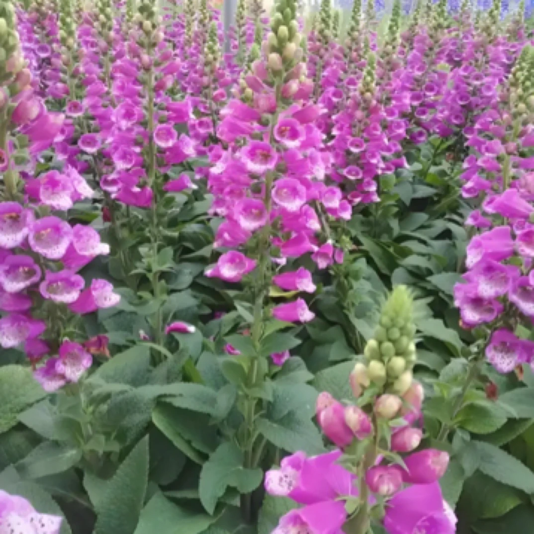 毛地黄不怕冻｜庭院耐寒耐热植物