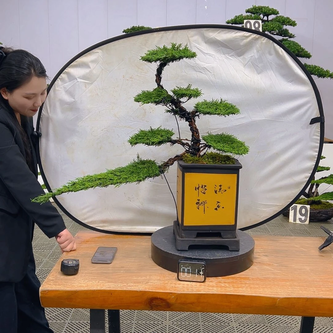 盆景园艺一物一拍