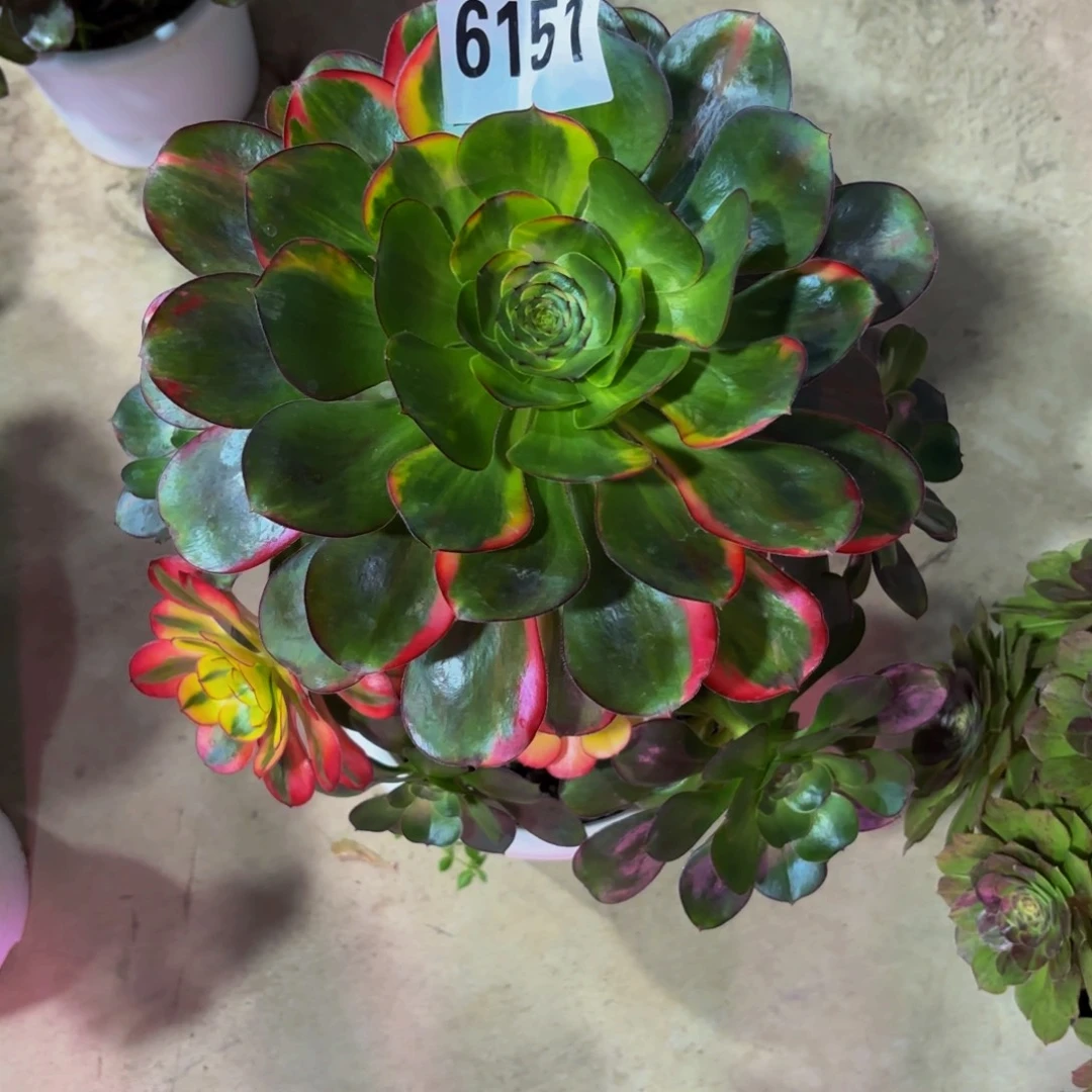 乐****无花朵6151无毒七彩1111111