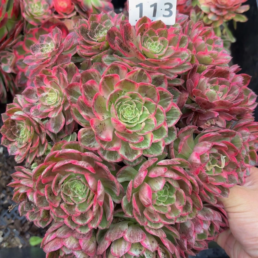 113多肉植物万花筒