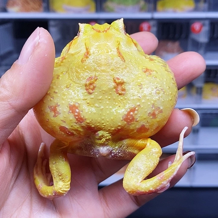 角蛙南美角蛙一个盒