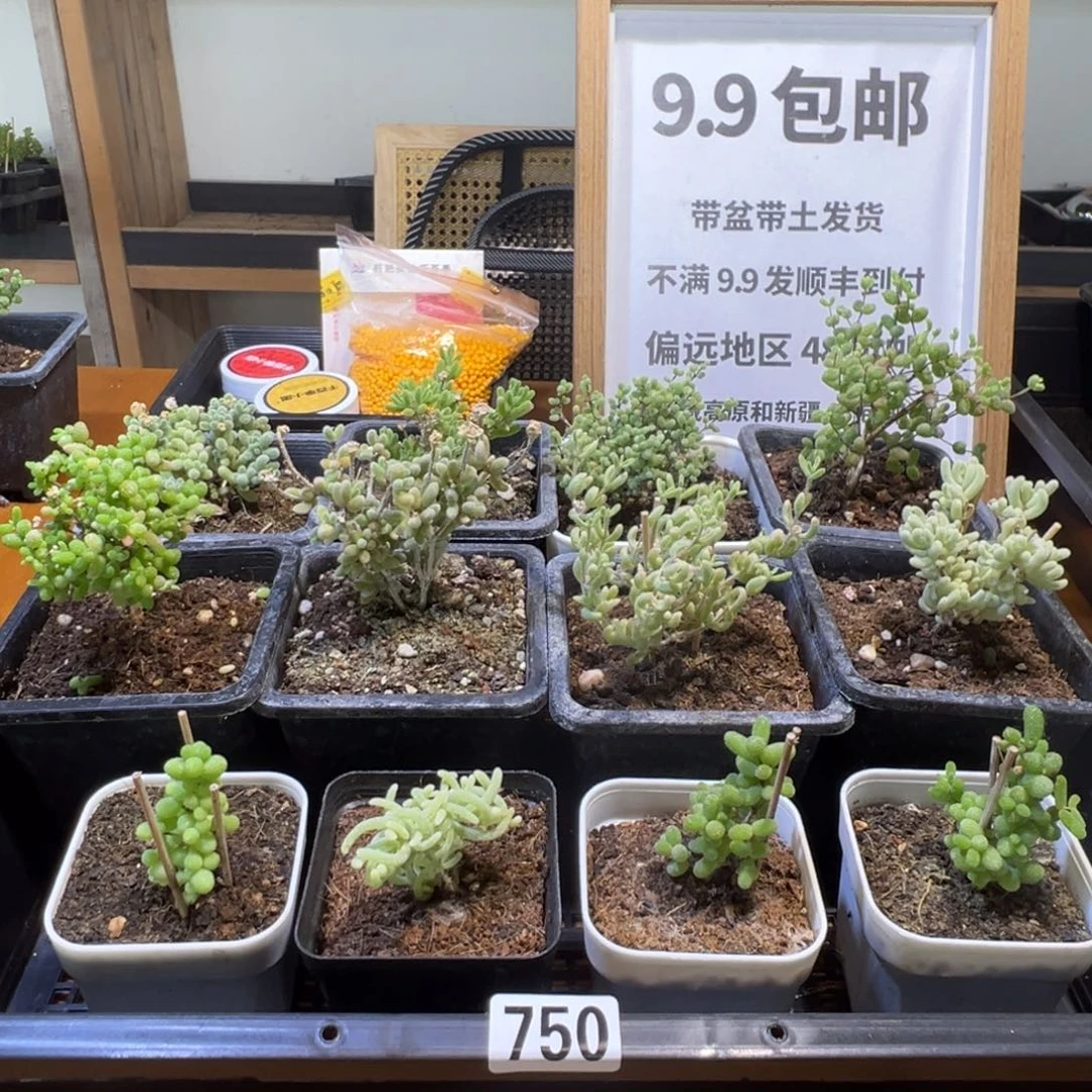 枝干番杏多肉植物750
