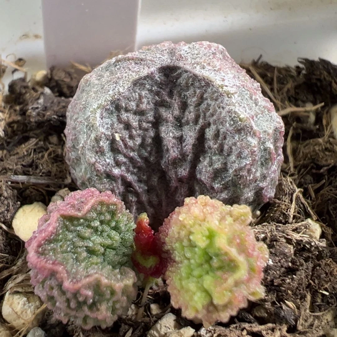 w地雷造型实生新品多肉植物