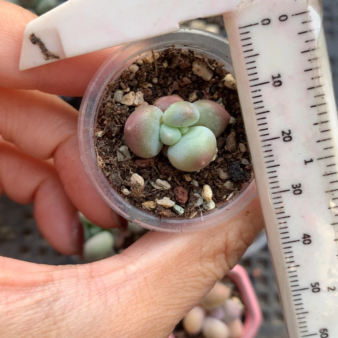 加菲猫 不凑满28元发一片叶 不售后 到付