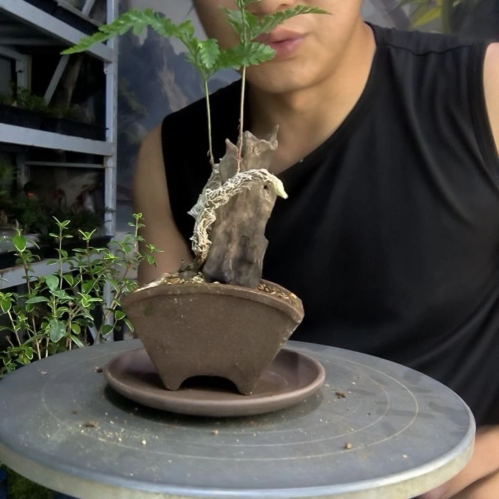 雪*️中青园艺一物一拍280