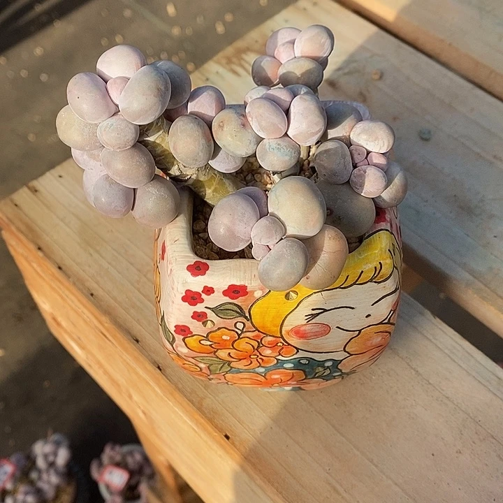 胭脂精品多肉橙雪球013