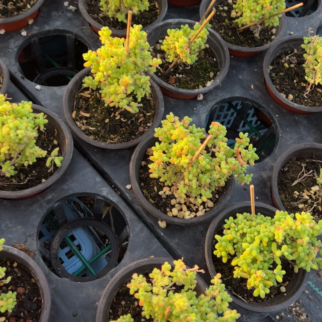 蜜橘糖球小老桩90杯