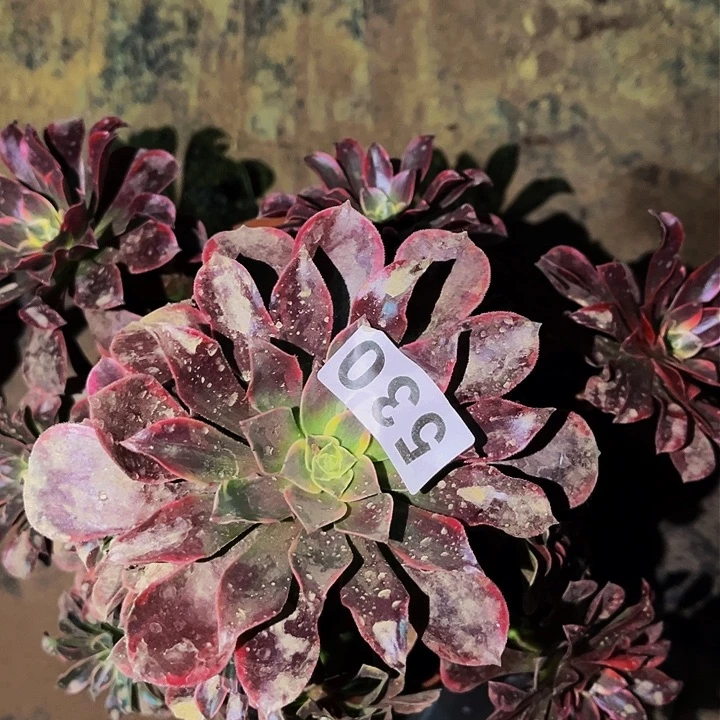 530蒙娜丽莎多肉植物处理不售后