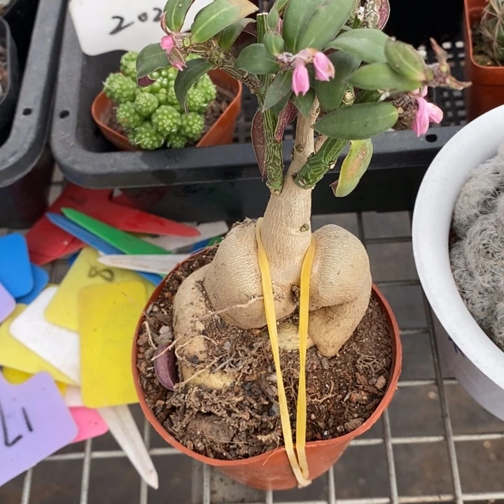 伯克利和格蕾纳等著名音乐
