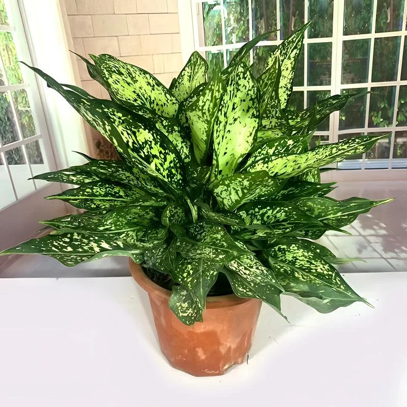 翡翠皇后万年青花叶室内桌面绿植办公室盆栽观叶花卉净化植物空气