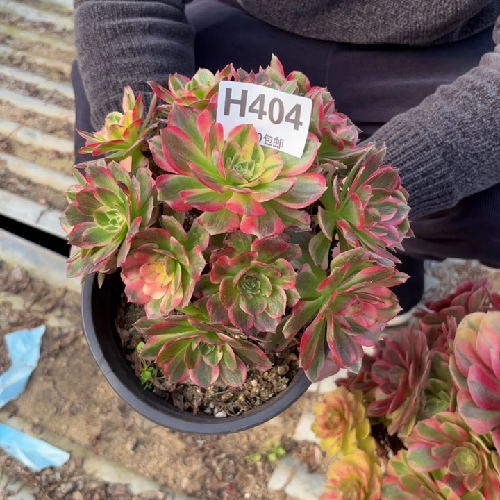 瑞妈，，。。。。404海鲜，