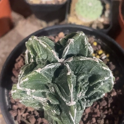 实生带V核桃带盆土