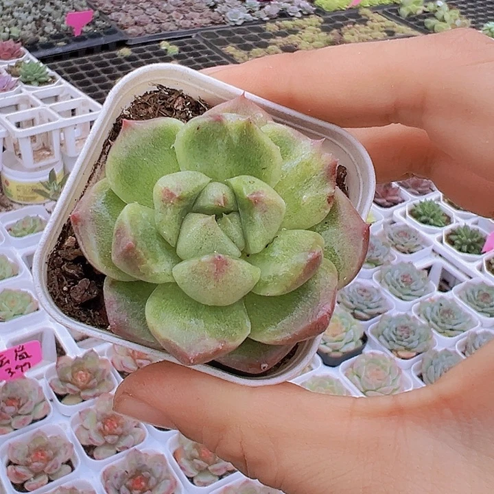 5.5盆格拉姆林石化单双混