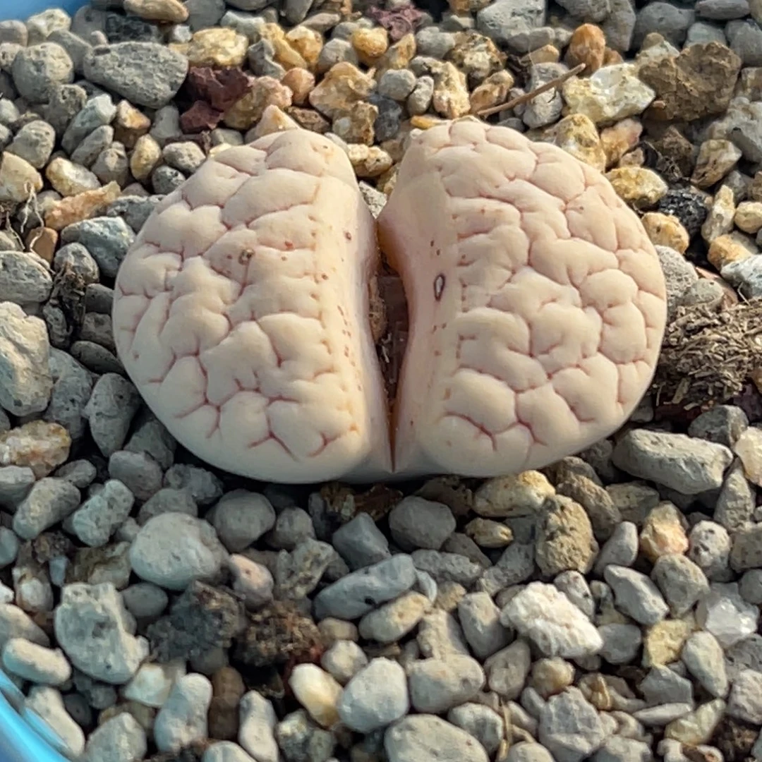 9378凹凸红纹蛙哥189一颗