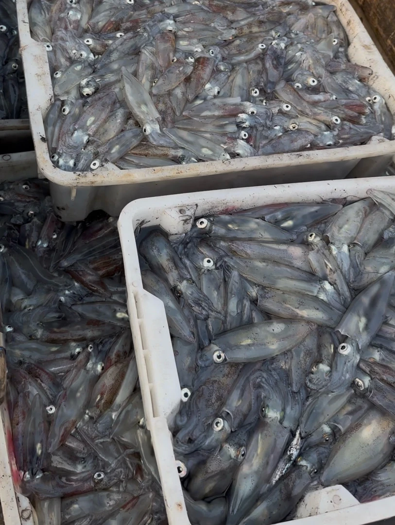 灯光鱿鱼 中管鱿鱼 一斤9-11只 中号鱿鱼