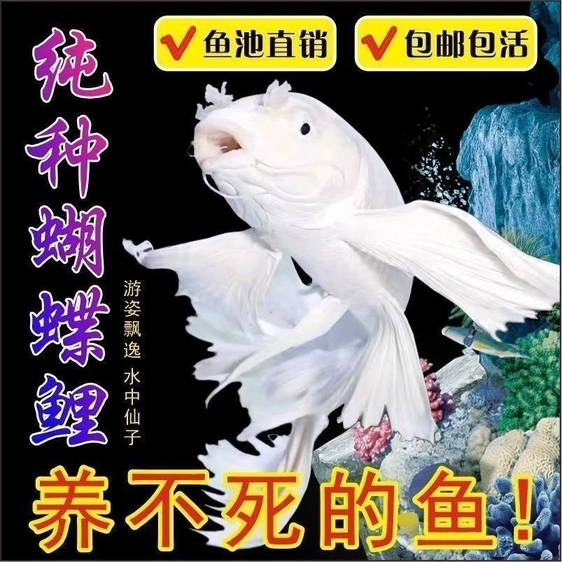 【白蝴蝶】纯种白蝴蝶锦鲤观赏鱼大鳍大尾冷水好养耐活到家