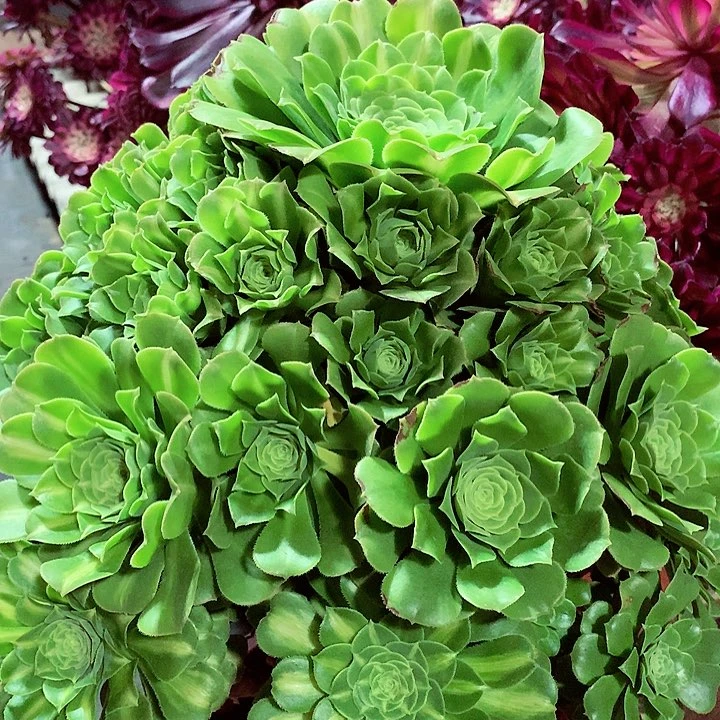 琉璃绿玫瑰，多肉植物