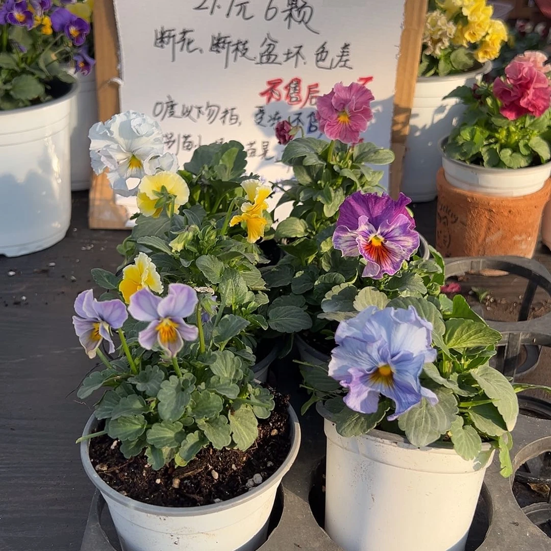 大部分花苞少量开放163号